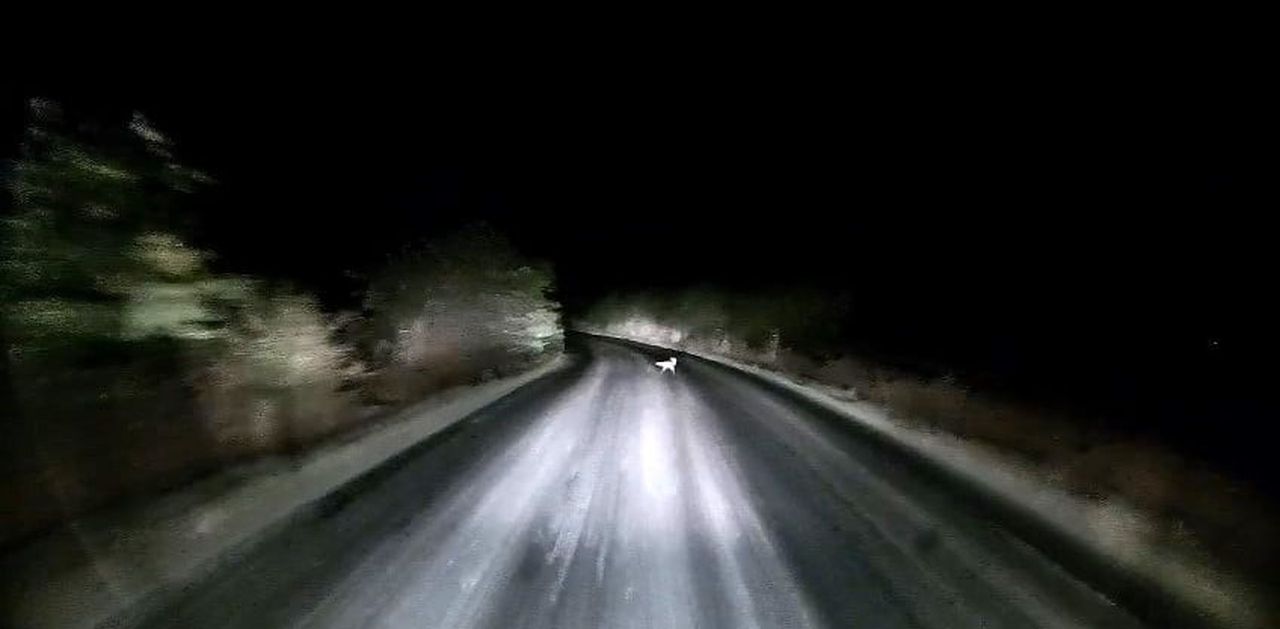 EDİRNE'DE KÖY YOLUNA ÇIKAN BİR TİLKİ, ARAÇ KAMERASI KAMERASI TARAFINDAN KAYDEDİLDİ.