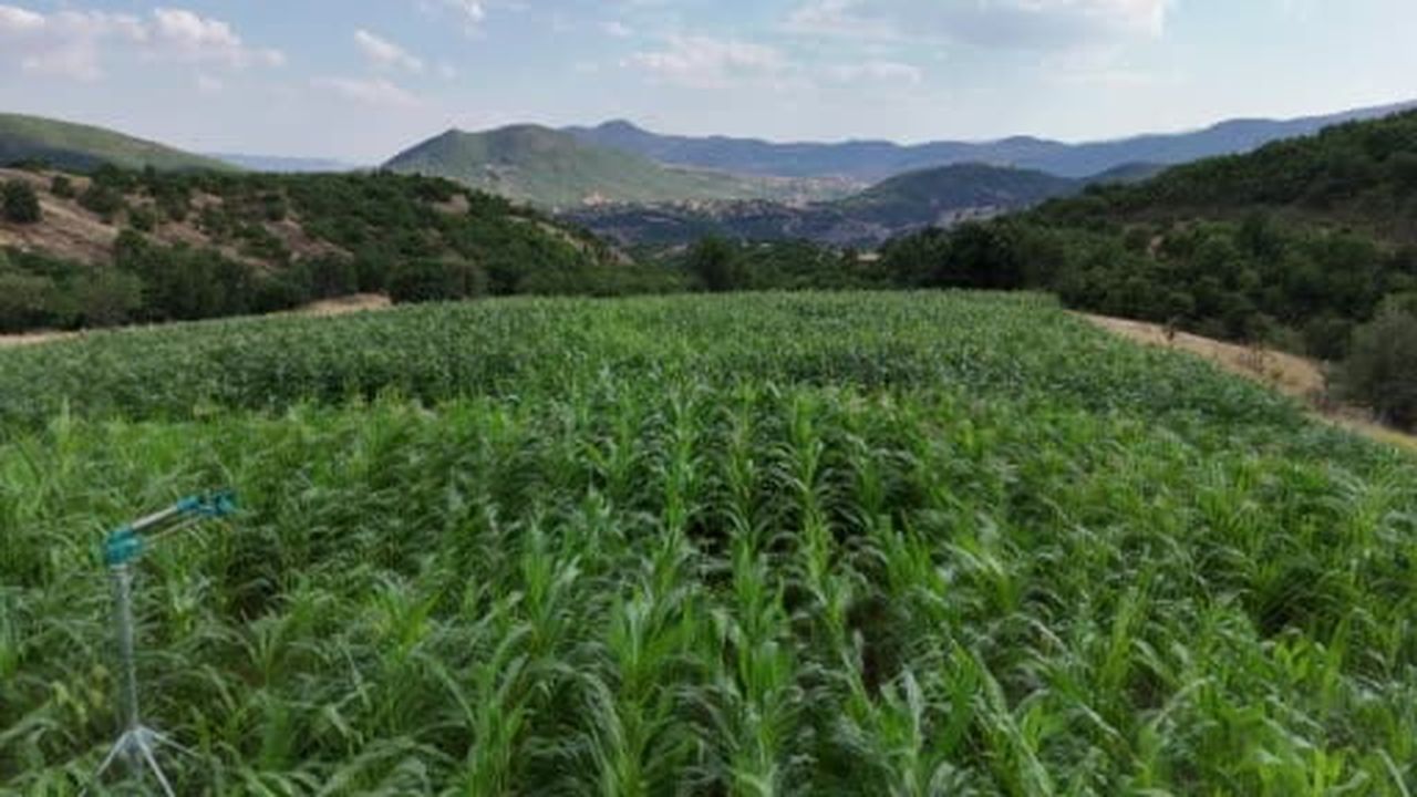 20 yıl sonra Rusya'dan memleketine döndü, ata tohumunu yeniden yaşattı