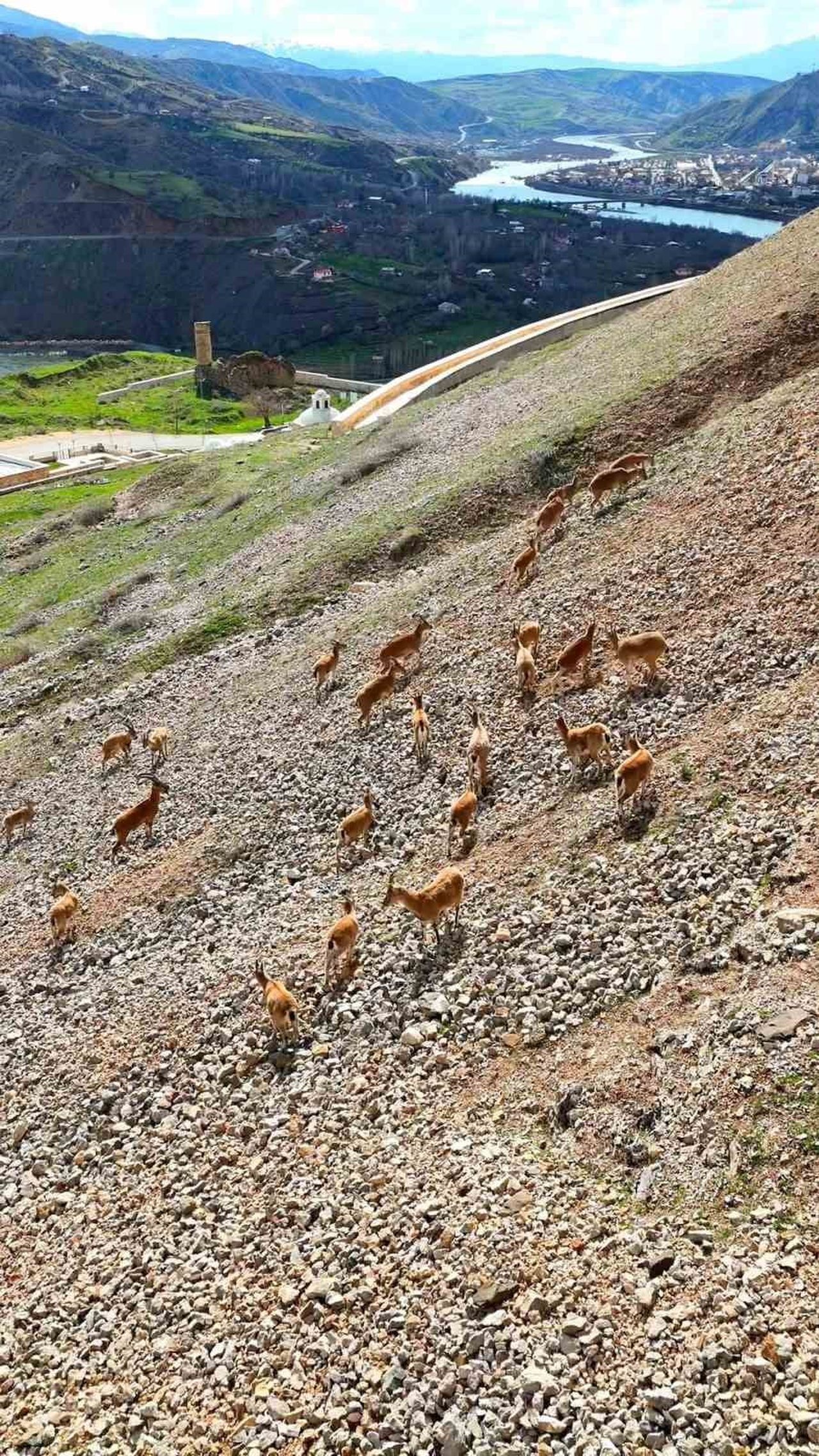 ELAZIĞ'DA NESLİ TÜKENME TEHLİKESİ ALTINDA OLMASI NEDENİYLE KORUMA ALTINDA OLAN DAĞ KEÇİLERİ, PALU...