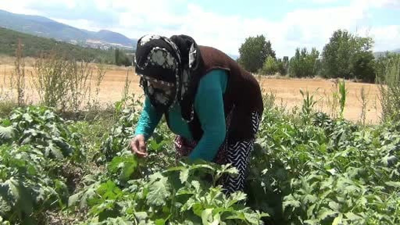 Aracı yok, doğallık var: Çiftçi hem üretiyor hem satıyor