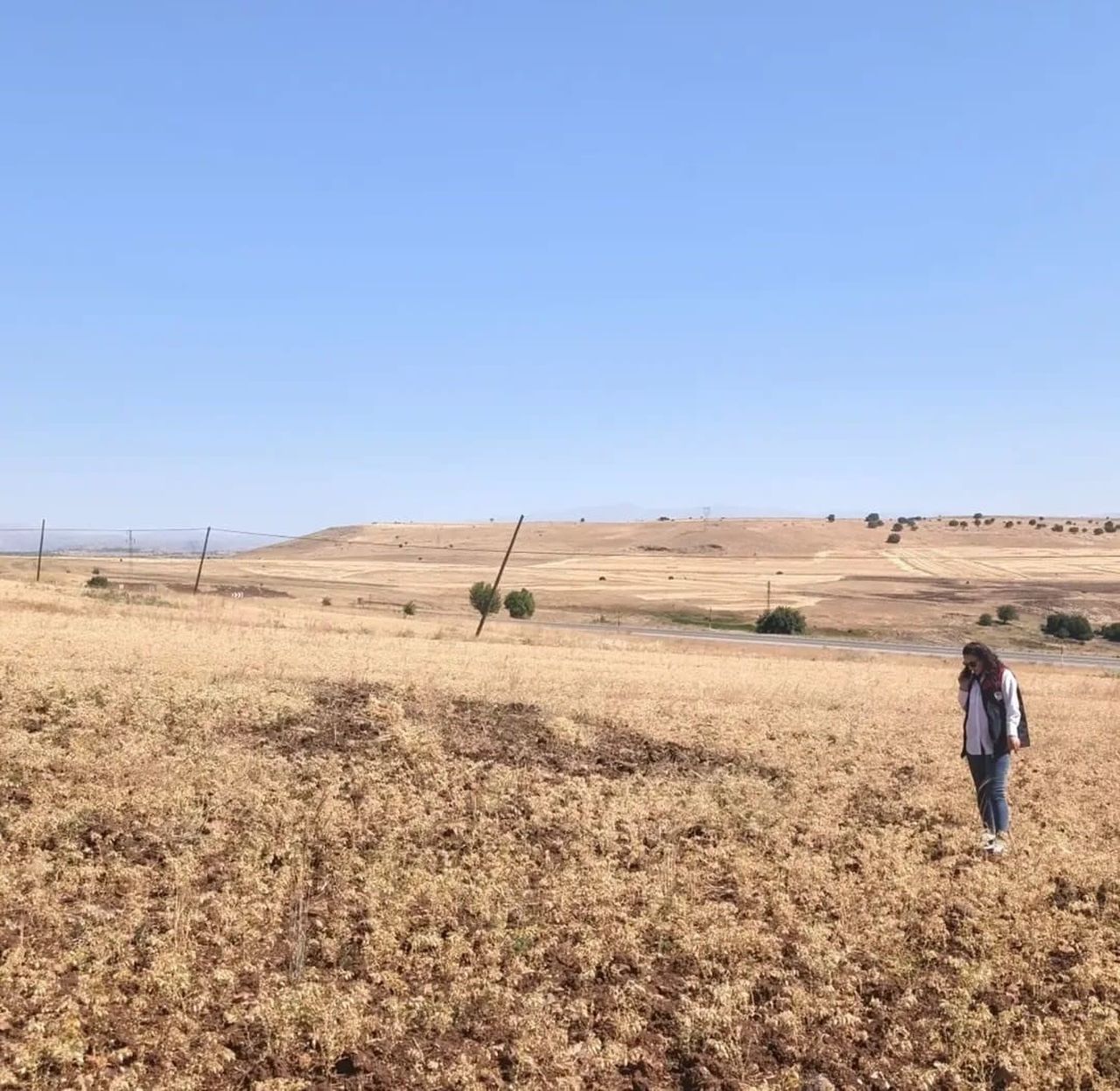 AĞIN’DA TÜYLÜ NOHUT HASADI DEVAM EDİYOR
