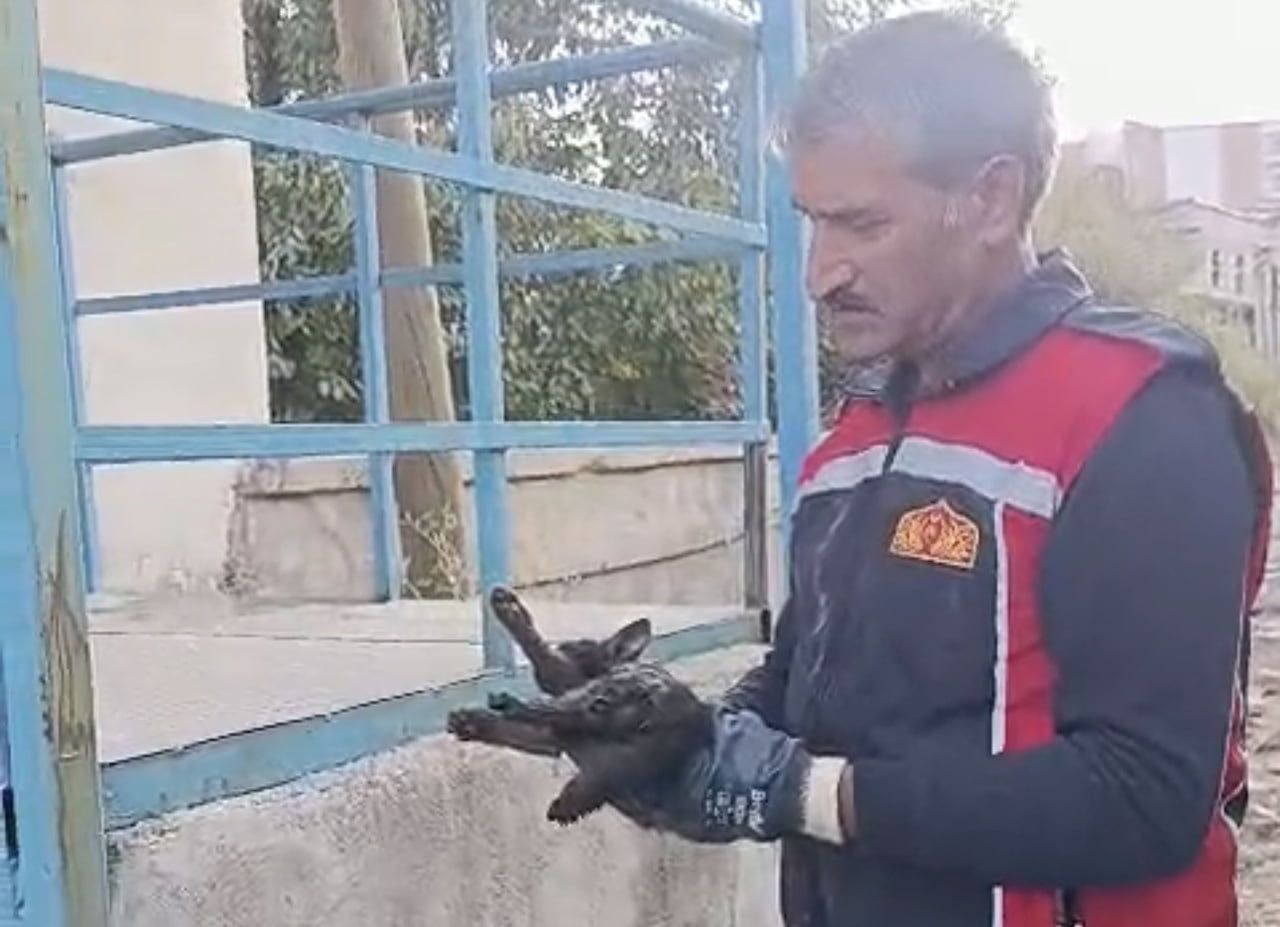 HAKKARİ’NİN YÜKSEKOVA İLÇESİNDE PARK HALİNDEKİ TİCARİ ARACIN MOTOR VE ALT BÖLÜMÜNDE MAHSUR KALAN...