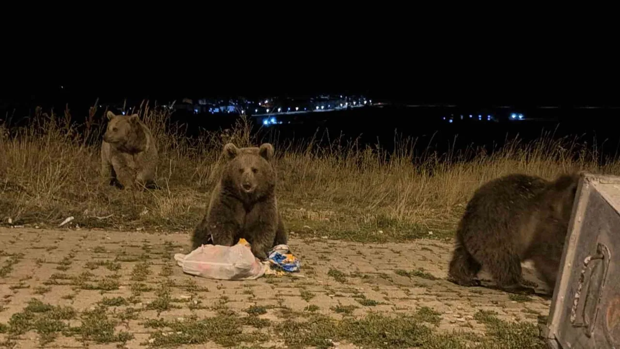 SARIKAMIŞ İLÇESİNDE HAVALARIN SOĞUMASIYLA BİRLİKTE BOZ AYILAR CADDE VE SOKAKLARDA DAHA SIK...