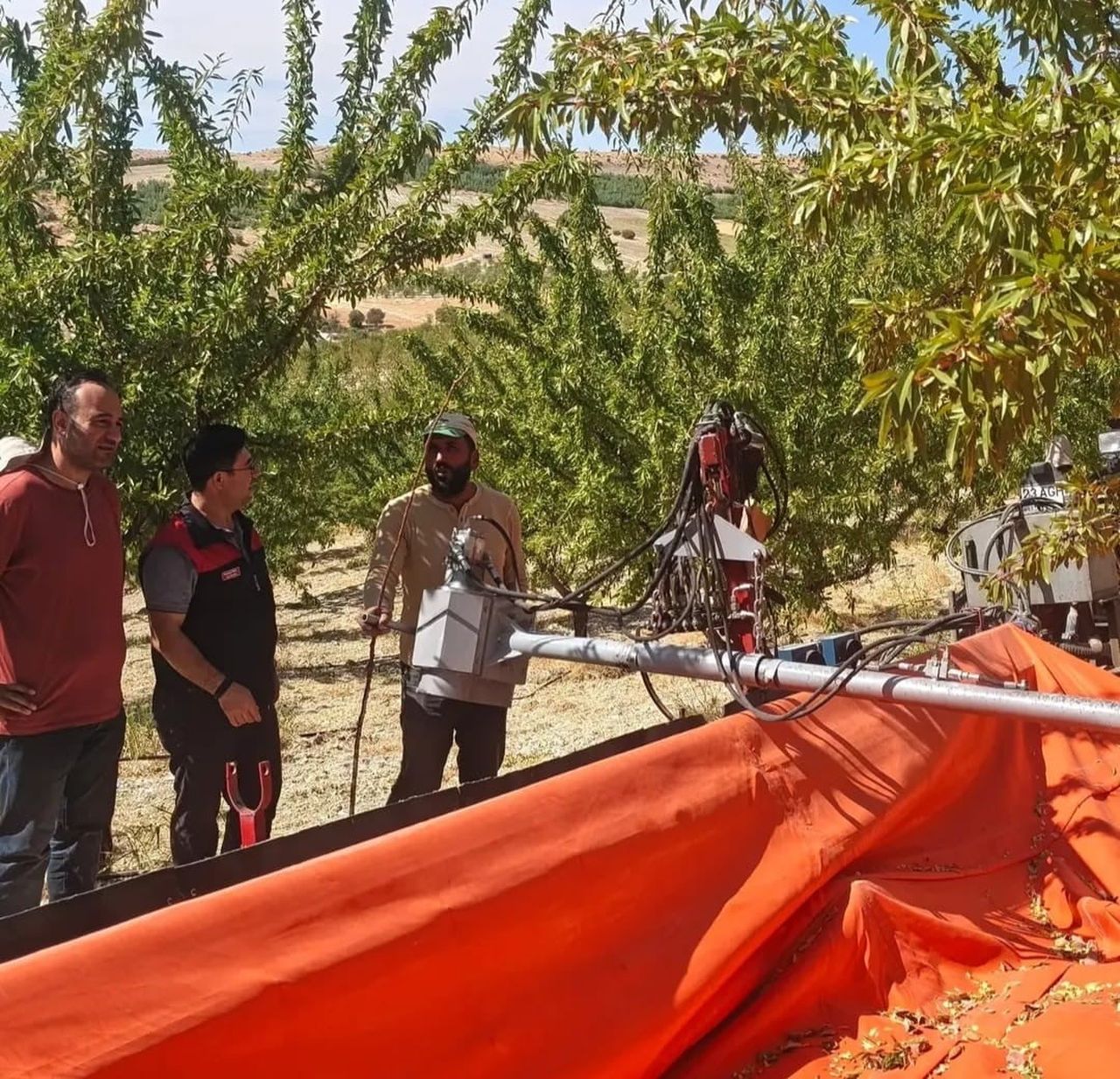 AĞIN’DA BADEM ÜRETİM ALANLARINDA İNCELEME