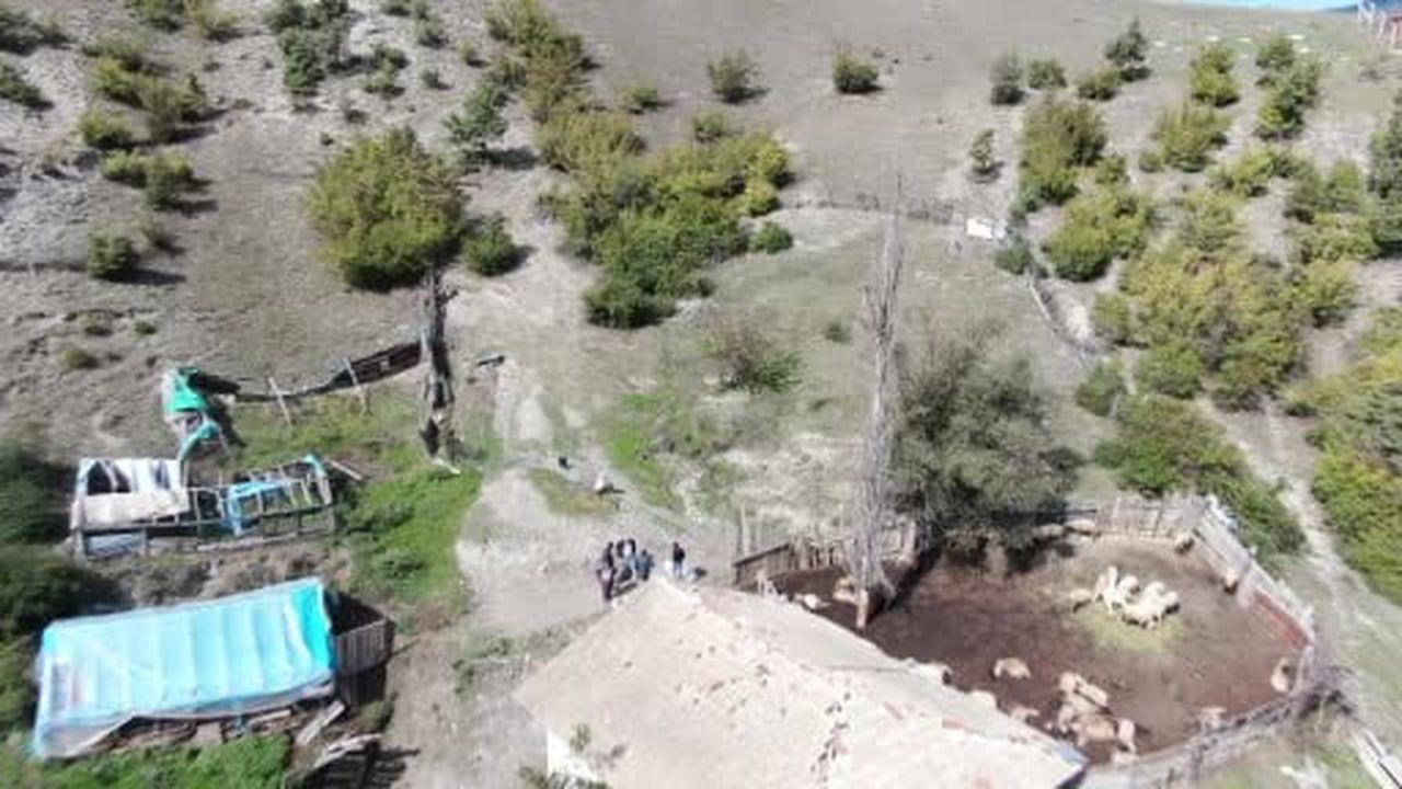 Ağıla giren kurtlar 18 koyunu telef etti, 11 koyunu yaraladı