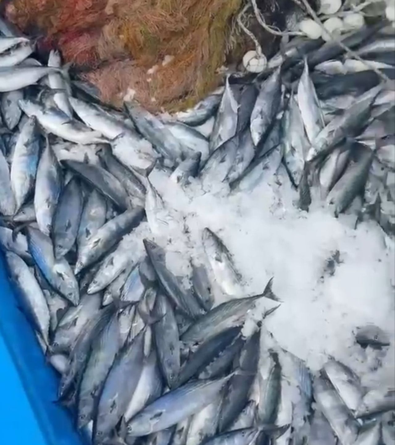 AMASRA’DA "ALAATTİN REİS" İSİMLİ BALIKÇI TEKNESİ AKŞAM SAATLERİNDE AÇILDIĞI KARADENİZ’DEN 2.500...