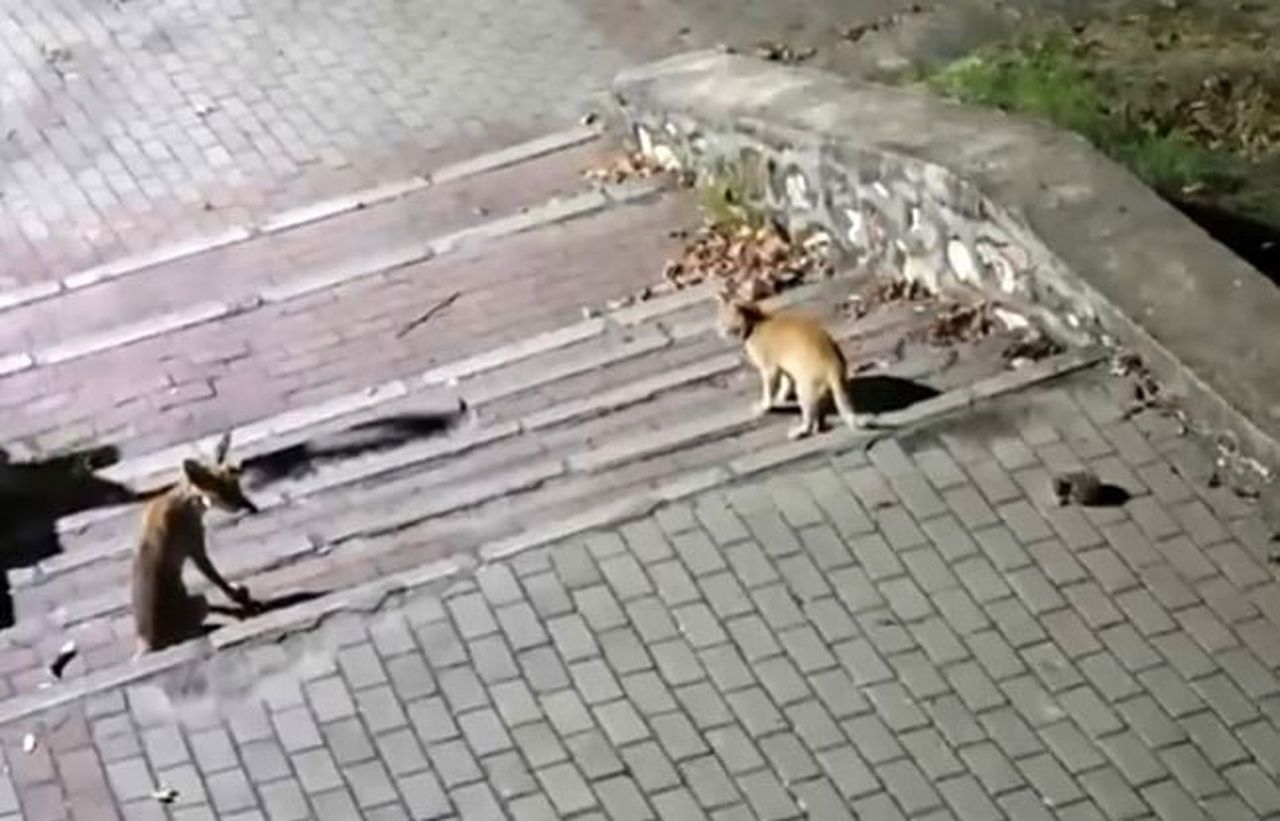TİLKİNİN SAKİN TAVIRLARLA YİYECEKLERİNİ TÜKETTİĞİ, KEDİNİN MERAKLI BAKIŞLARLA YAKLAŞTIĞI VE...