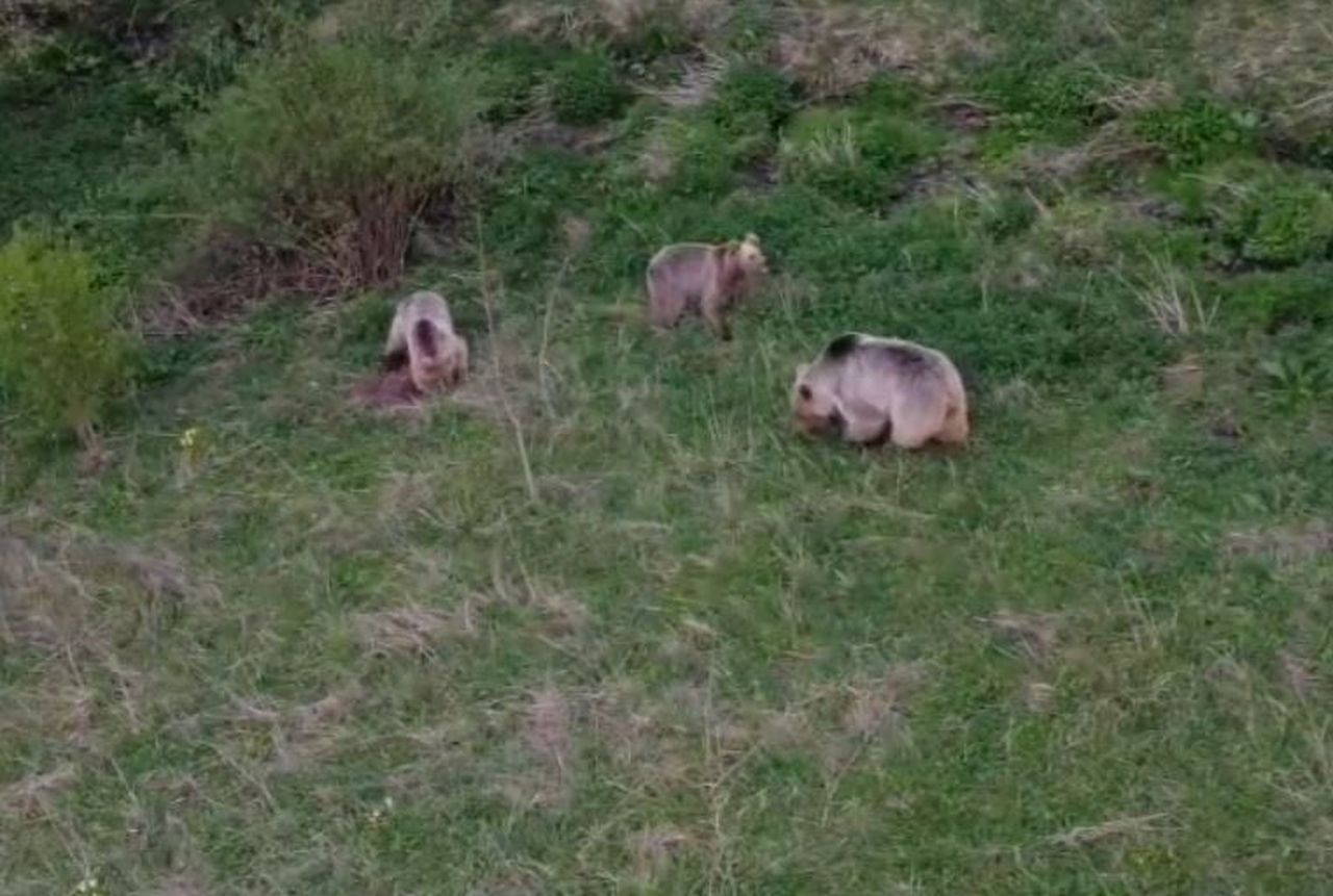 ARDAHAN’IN POSOF İLÇESİNDE DOĞADA YİYECEK ARAYAN BOZ AYI VE YAVRULARI, DRONE KAMERASIYLA...