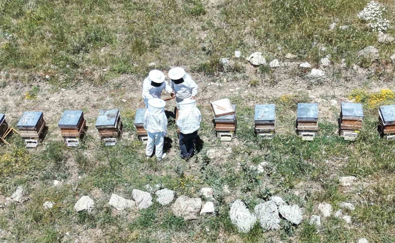 ERZİNCAN’DA KOVANLAR BAL DOLDU, ARICILAR HASADI BEKLİYOR