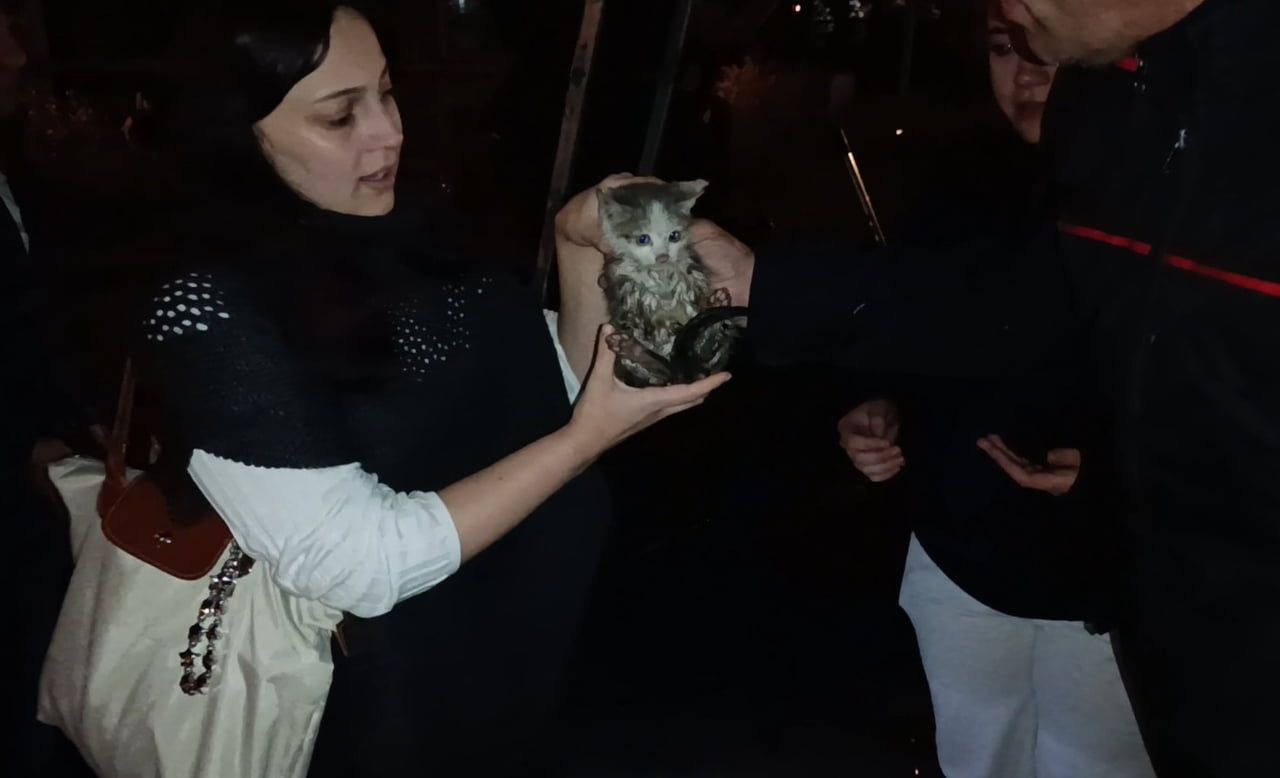 GÜMÜŞHANE’DE HARŞİT ÇAYI KENARINDA MAHSUR KALAN YAVRU KEDİ, İTFAİYE EKİPLERİNİN ÇALIŞMASIYLA...
