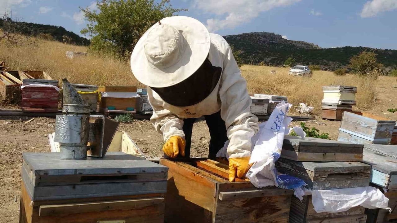 MALATYA'NIN AKÇADAĞ İLÇESİNDE ZENGİN ÇİÇEK FLORASINA SAHİP YAYLALARDA BAL HASADI...