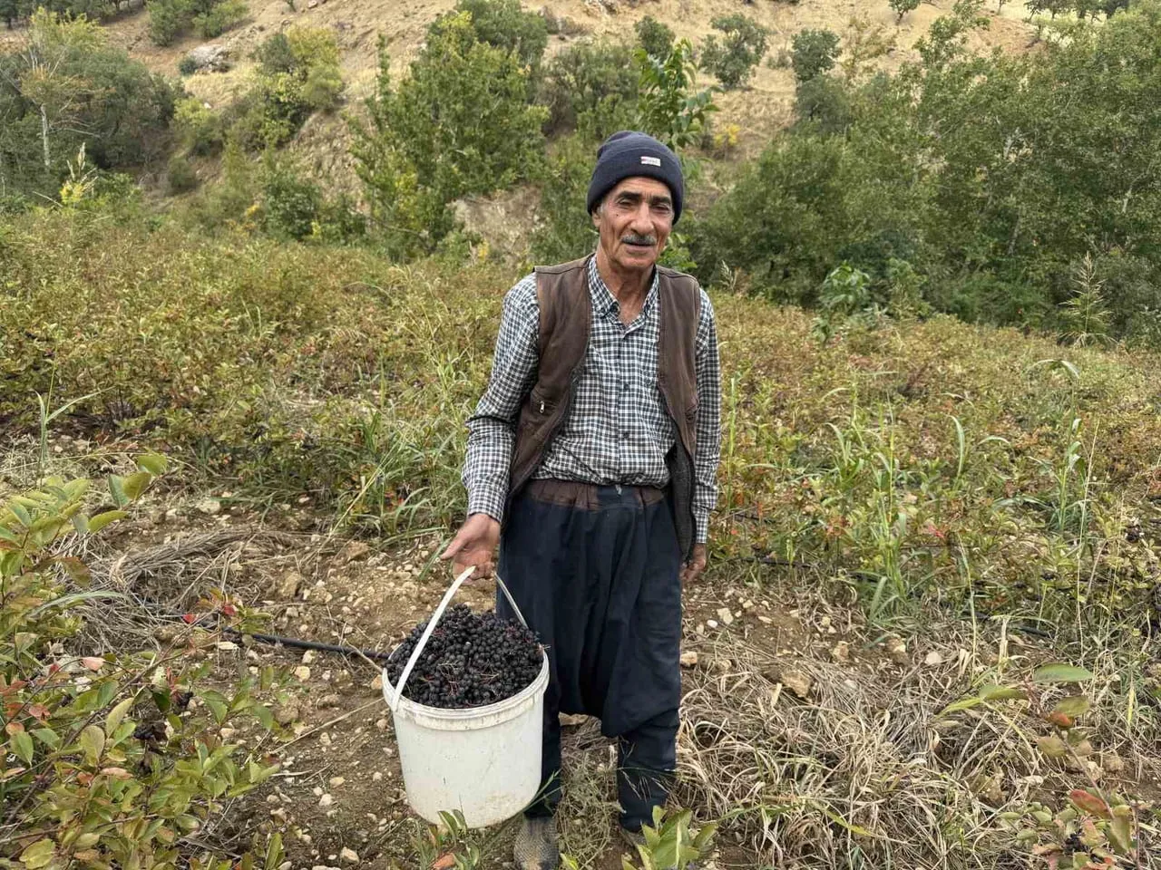 DİYARBAKIR'IN ÇÜNGÜŞ İLÇESİNDE ARONYA MEYVESİ HASADI BAŞLADI.