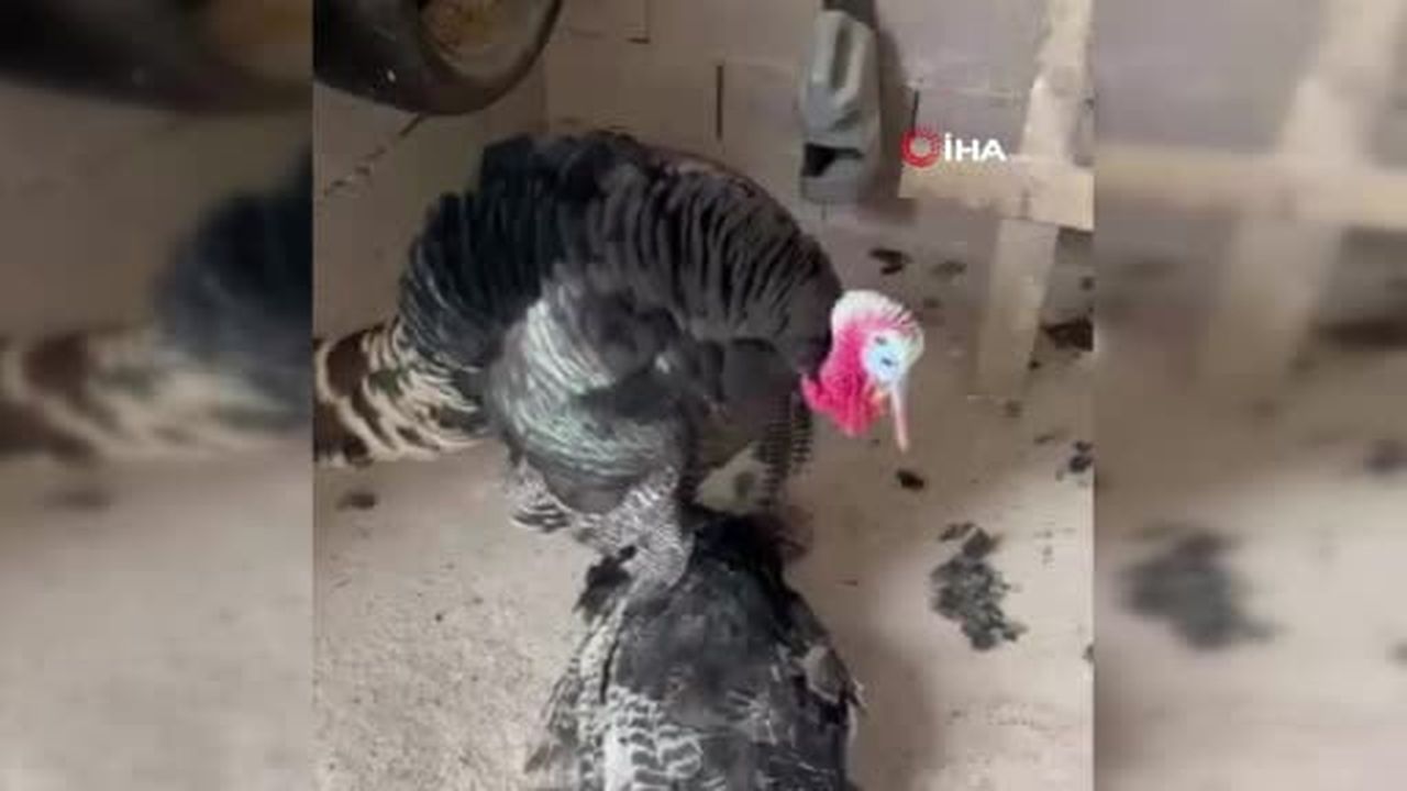 Erkek hindi, telef olan dişi hindinin başından bir an olsun ayrılmadı