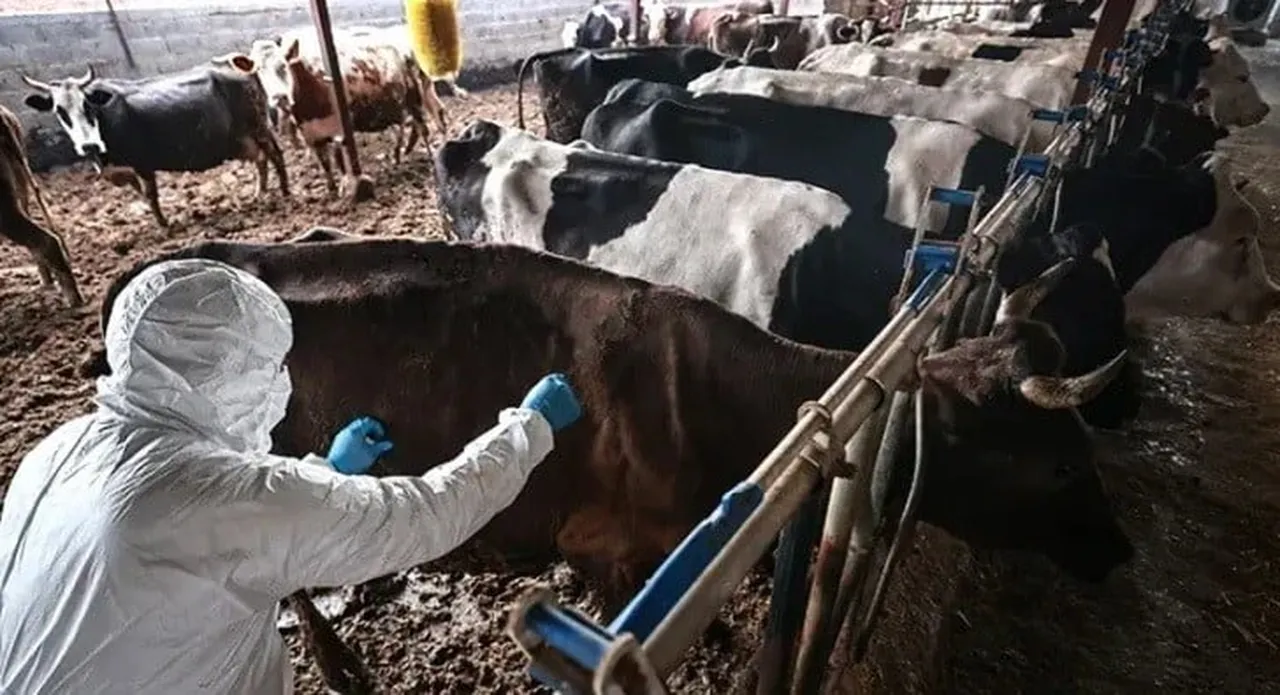 KAHRAMANMARAŞ’IN ELBİSTAN İLÇESİNDE BÜYÜKBAŞ HAYVANLARDA GÖRÜLEN ŞAP HASTALIĞI NEDENİYLE HAYVAN...