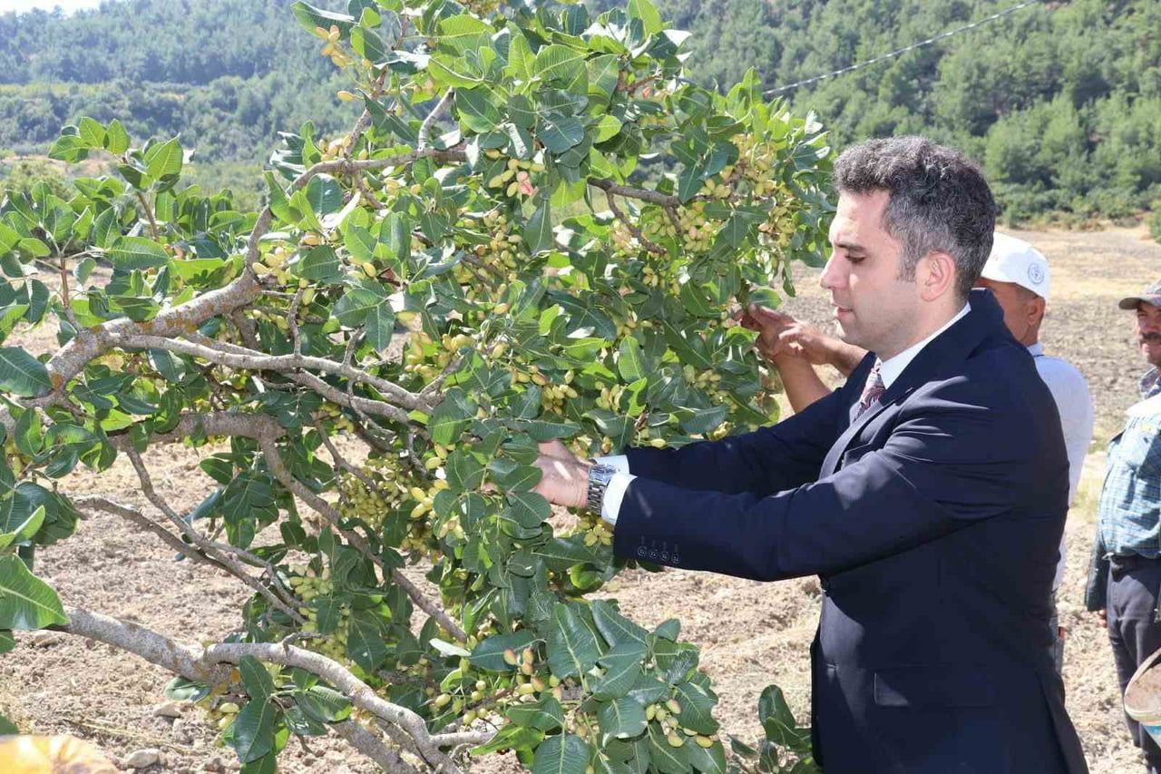 MANİSA’NIN SELENDİ İLÇESİNDE SON YILLARDA DEVLET DESTEKLERİYLE YAYGINLAŞTIRILAN VE "YEŞİL ALTIN"...