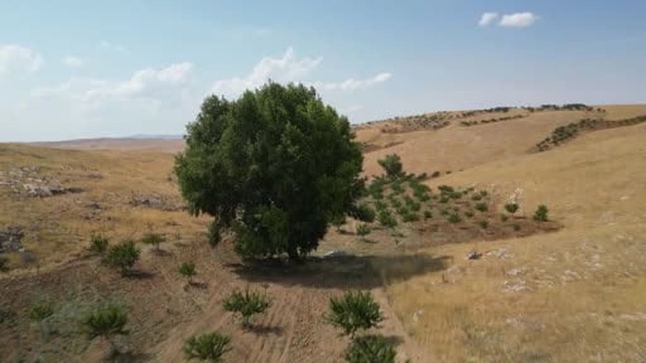 Kahramanmaraş'ta 300 yıllık kavak ağacı böyle görüntülendi