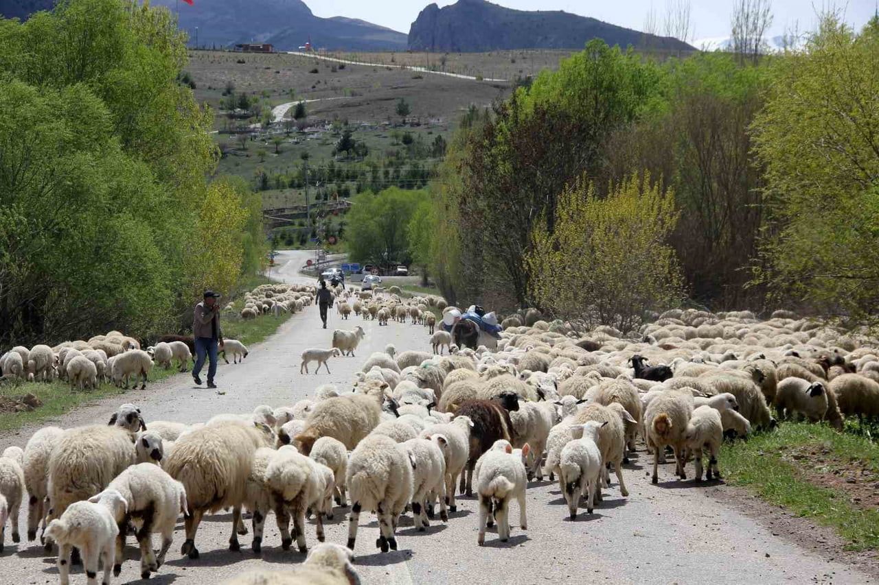 ERZİNCAN’DA YAYLACILAR, 5 AYLIK SEZONUN ARDINDAN DÖNÜŞ YOLCULUĞUNA BAŞLADI