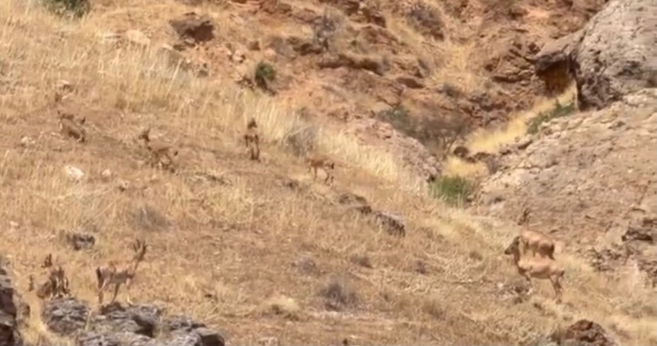 MALATYA’DA KORUMA ALTINDAKİ YABAN KEÇİLERİ SÜRÜ HALİNDE GÖRÜNTÜLENDİ. O ANLAR CEP TELEFONU...