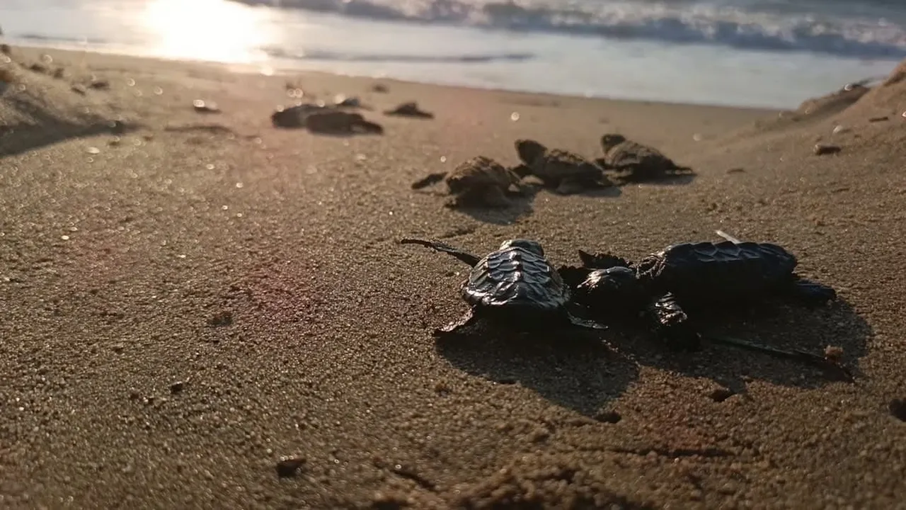 KUŞADASI’NDA SEL SULARININ ALTINDA KALAN ALANDA SÜRPRİZ ŞEKİLDE TESPİT EDİLEN CARETTA CARETTA...