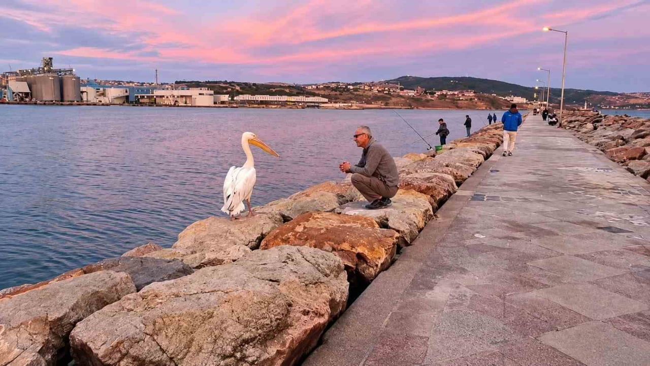BANDIRMA MENDİREĞİNDE PELİKAN SÜRPRİZİ