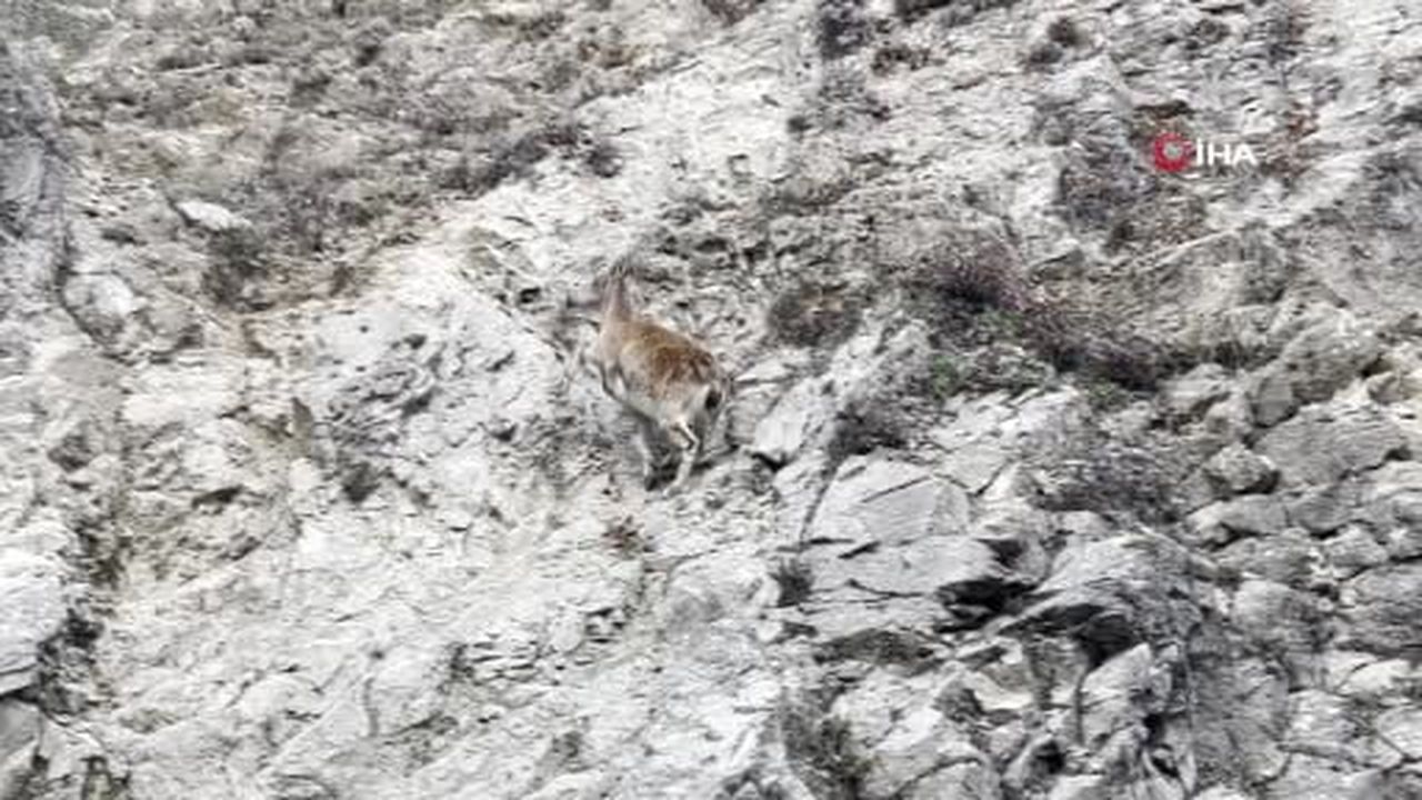 Nesli tükenme tehlikesi altında olan dağ keçisi böyle görüntülendi