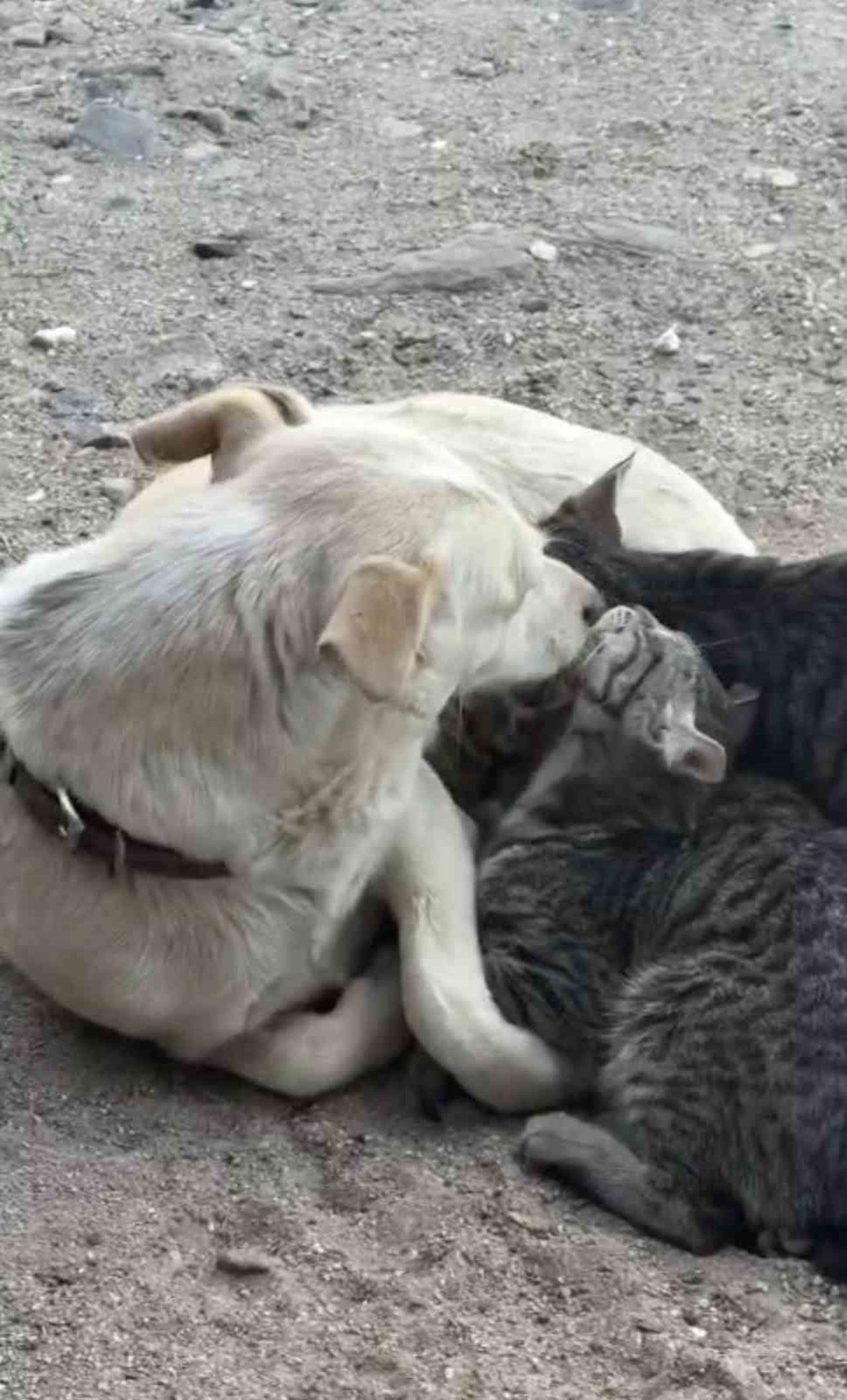 ÇANAKKALE’NİN BAYRAMİÇ İLÇESİNDE ANNE KÖPEK YAVRU KEDİLERİ EMZİRDİ.