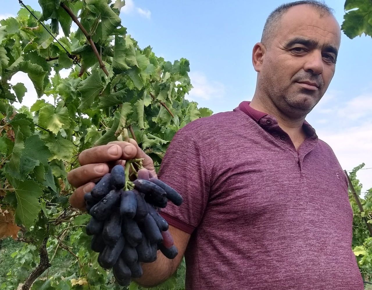 MANİSA’NIN SARIGÖL İLÇESİNDE GENÇ ÜZÜM ÜRETİCİSİ MUSTAFA OTUK’UN DÖRT YIL ÖNCE DENEME AMACIYLA...