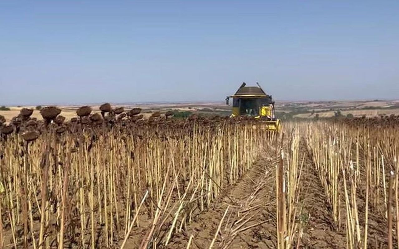 HAYRABOLU İLÇESİNDE AYÇİÇEĞİ HASADI BAŞLADI