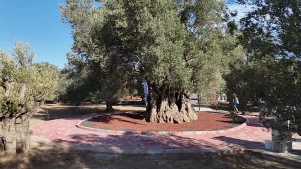 Bin yıllık zeytin ağacından hasat yapıldı, elde edilen yağ anında tadıldı