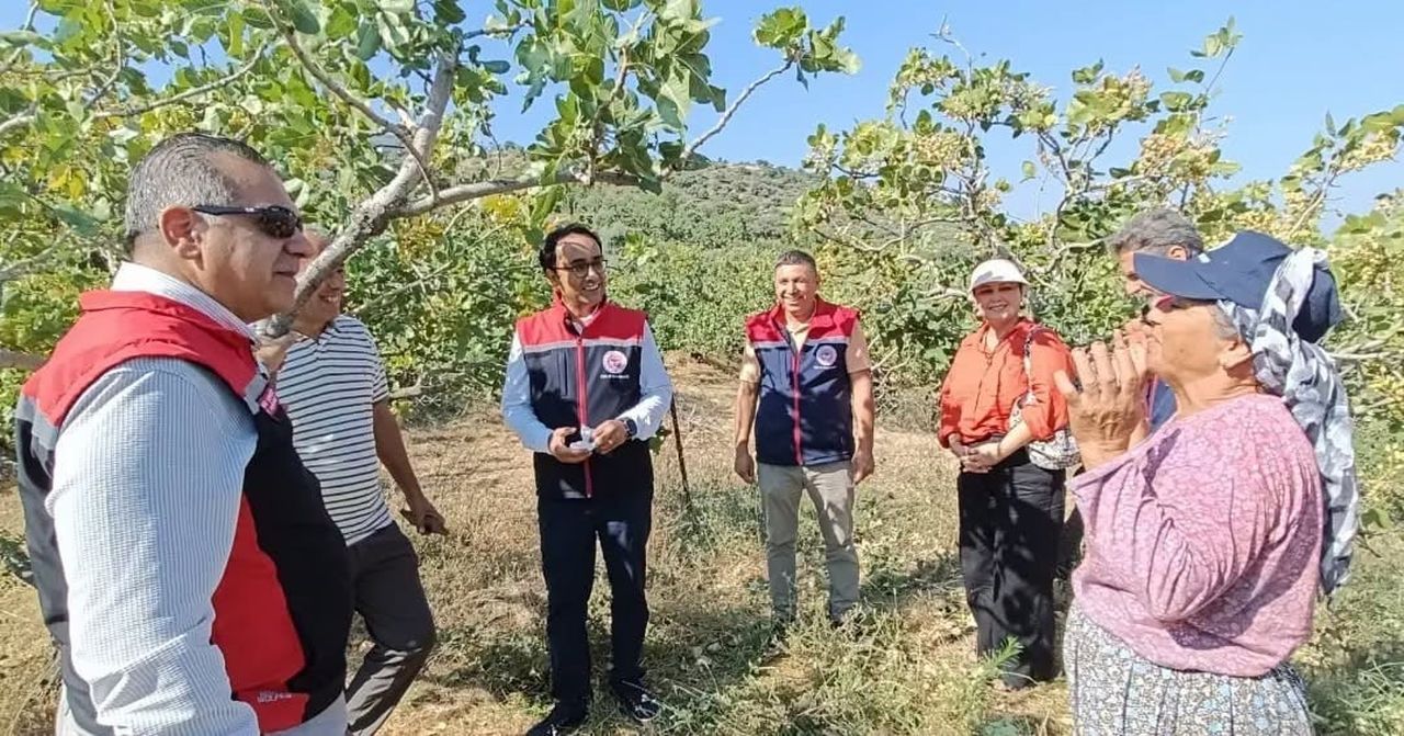 AYDIN’IN YENİPAZAR İLÇESİNDE ANTEPFISTIĞI HASADI BAŞLARKEN, AYDIN GENELİNDE 4 BİN 218 DEKAR ALANDA...