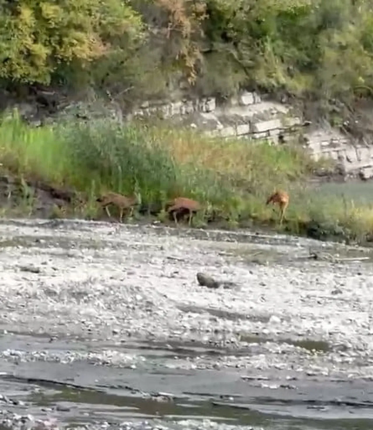 KASTAMONU’NUN ÇATALZEYTİN İLÇESİNDE DERE KENARINA KADAR İNEN ÜÇ KARACA, SU İÇTİKLERİ ESNADA CEP...
