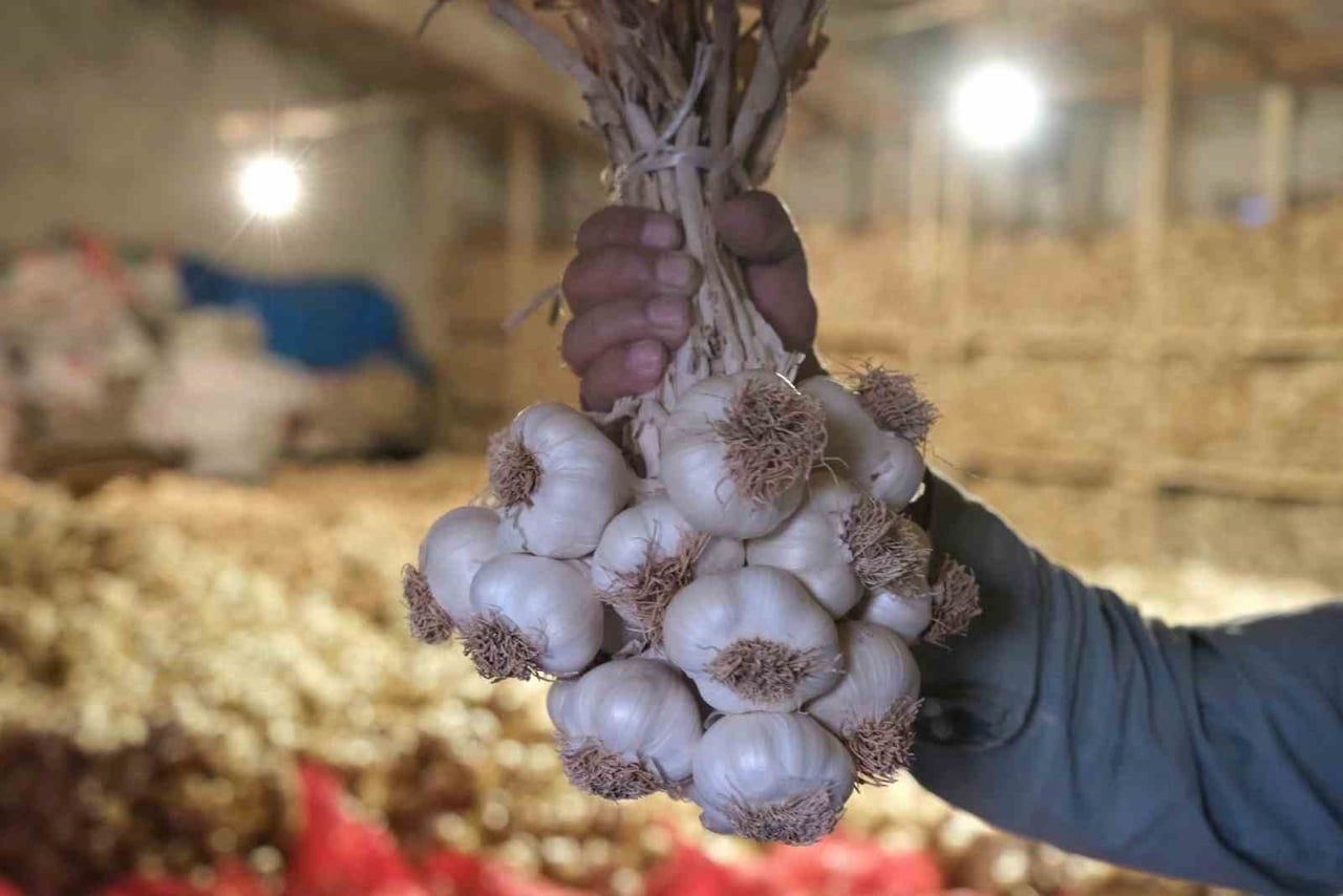 ÇORUM ÜYÜK SARIMSAĞI