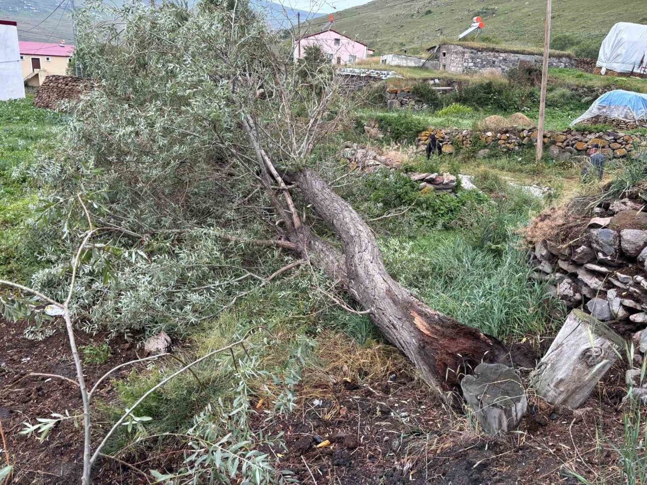 ARDAHAN'DA ŞİDDETLİ FIRTINA AĞAÇLARI KÖKÜNDEN SÖKTÜ.