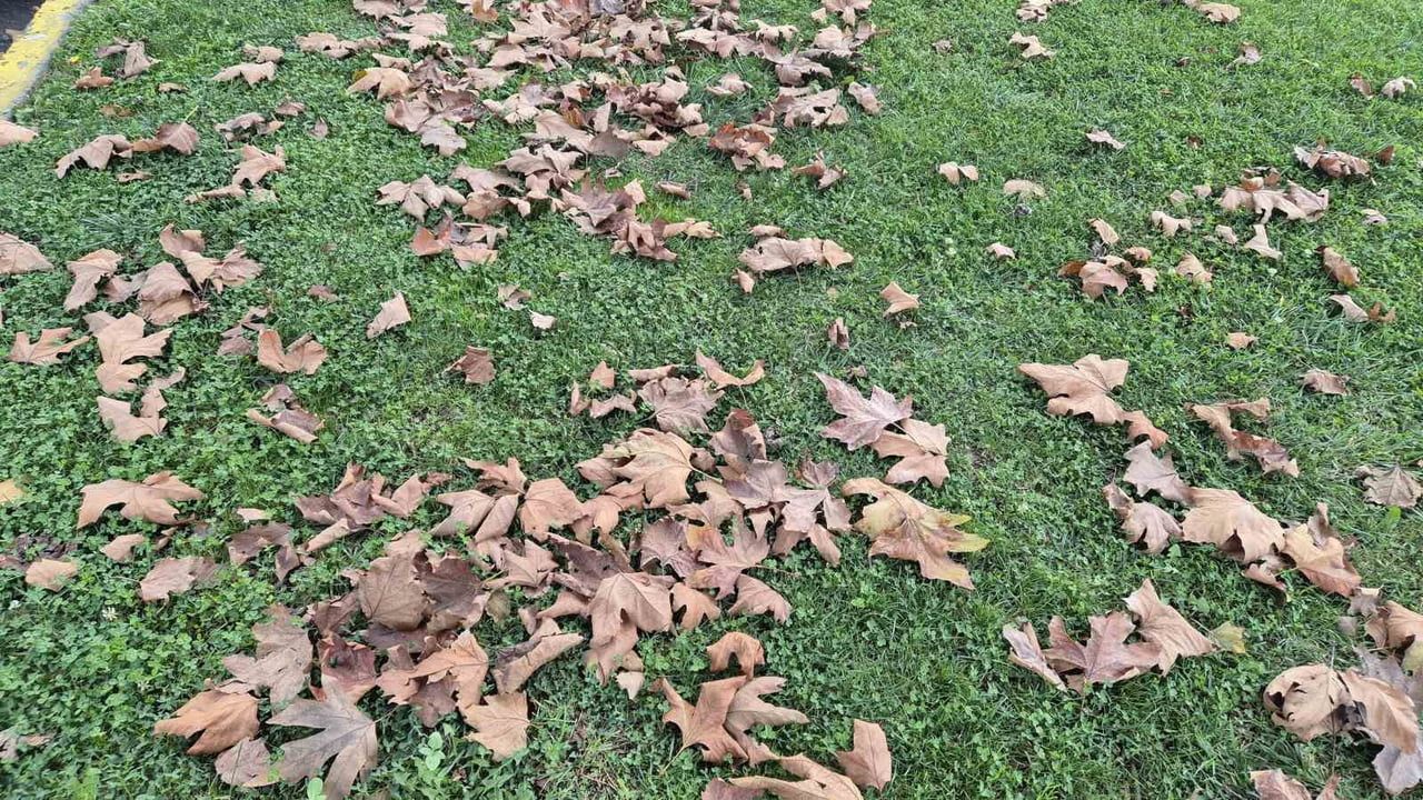 TEKİRDAĞ’IN SÜLEYMANPAŞA İLÇESİNDE SONBAHARIN GELİŞİYLE BİRLİKTE AĞAÇLARDAN DÖKÜLEN KURU...