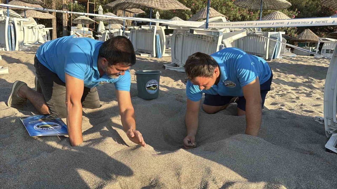 BODRUM’UN ORTAKENT MAHALLESİ KARGI KOYU’NDA KUMLARIN ARASINDAN ÇIKAN CARETTA CARETTA YAVRULARININ...