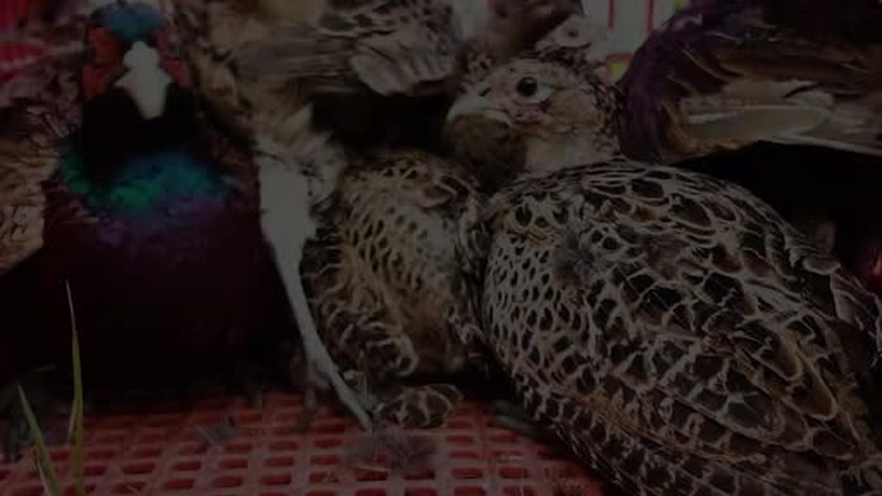 Kastamonu'da doğaya 900 sülün salındı