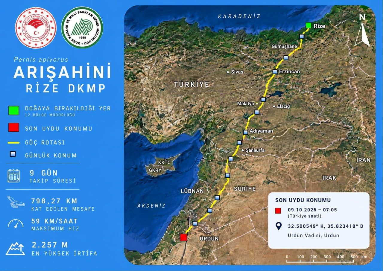RİZE’DE YARALI HALDE BULUNAN VE TEDAVİ EDİLEREK YENİDEN DOĞAL YAŞAMINA KAVUŞAN ARI ŞAHİNİ, GÖÇ...