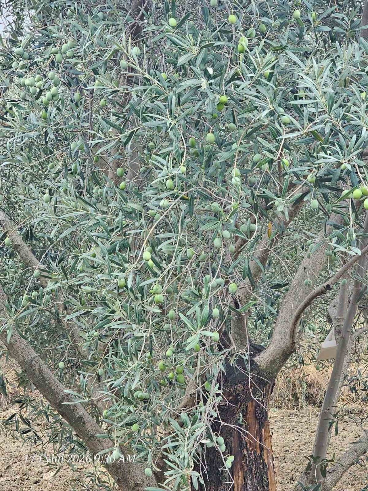 SARAYKÖY’DE PAMUK, ZEYTİN VE YAĞLIK AYÇİÇEĞİ ÜRETİMİNE SAHA KONTROLÜ