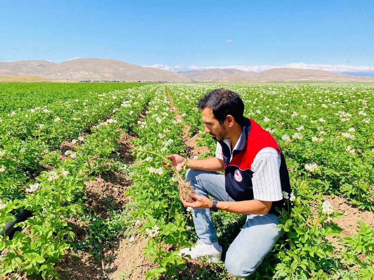 BAYBURT’TA PATATES ÜRETİM ALANLARI HASTALIK VE ZARARLILARA KARŞI DENETLENDİ