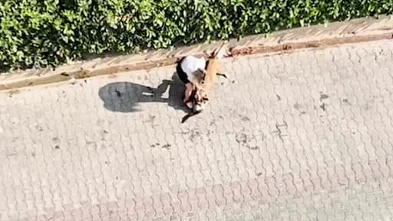 Adana’da kediyi parçalayan Pitbull’un sahibine 95 bin lira ceza