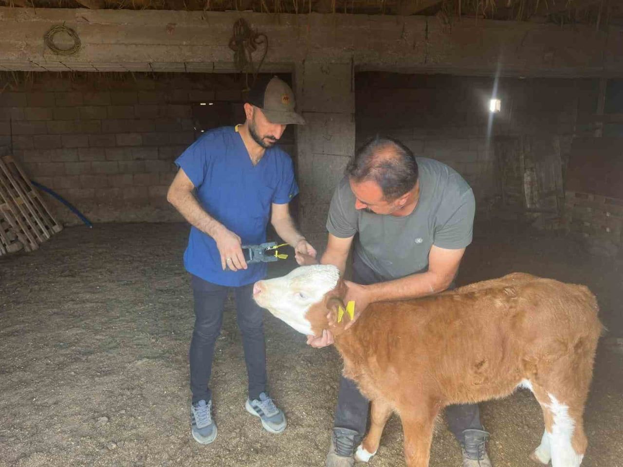 CİZRE İLÇE TARIM VE ORMAN MÜDÜRLÜĞÜ TEKNİK EKİPLERİ, HAYVAN SAĞLIĞININ KORUNMASI VE MUHTEMEL...