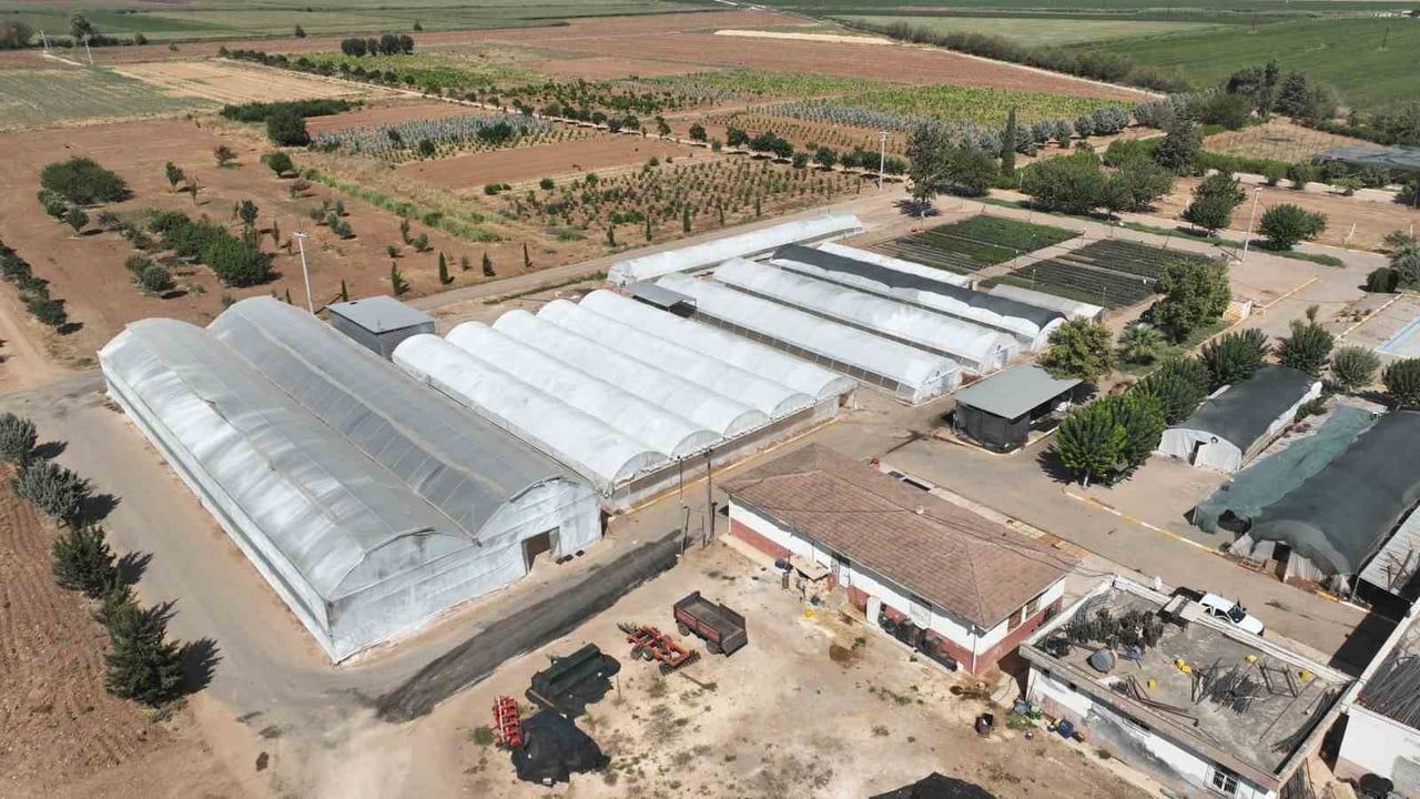 ŞANLIURFA’DA KIŞA HAZIRLIK: 500 BİN MEVSİMLİK ÇİÇEK ÜRETİLECEK