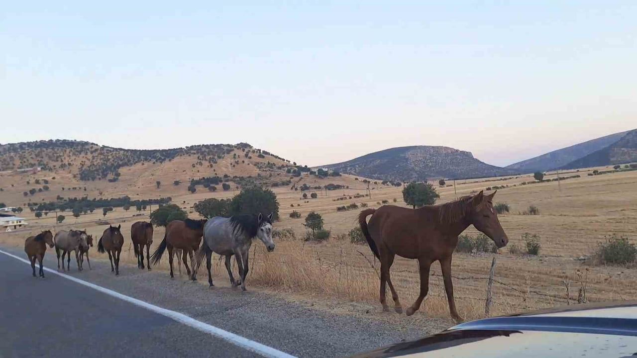 DİYARBAKIR’IN SİLVAN İLÇESİ DÖNENKAYA MAHALLESİ’NDE YABAN ATLARI SÜRÜSÜ YOLA İNDİ. O ANLAR CEP...