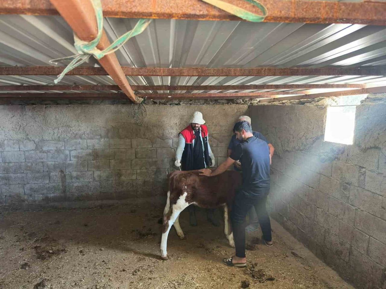 CİZRE’DE TARIM VE ORMAN İLÇE MÜDÜRLÜĞÜ EKİPLERİ, HAYVAN SAĞLIĞININ KORUNMASI VE KAYIT ALTINA...