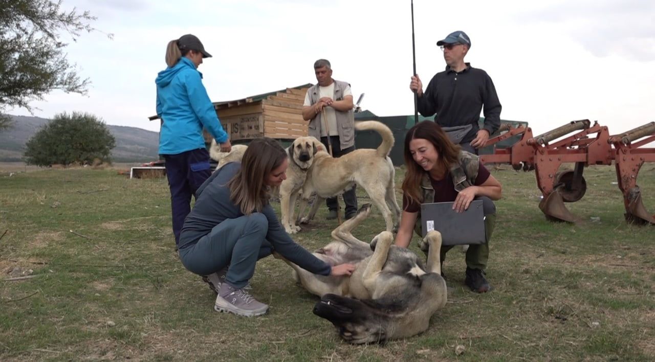 İTALYA'DAN TÜRKİYE'YE GELEN 10 KİŞİLİK UZMAN KÖPEK EĞİTMENİ EKİBİ, TÜRK ÇOBAN KÖPEKLERİNİN SÜRÜ...