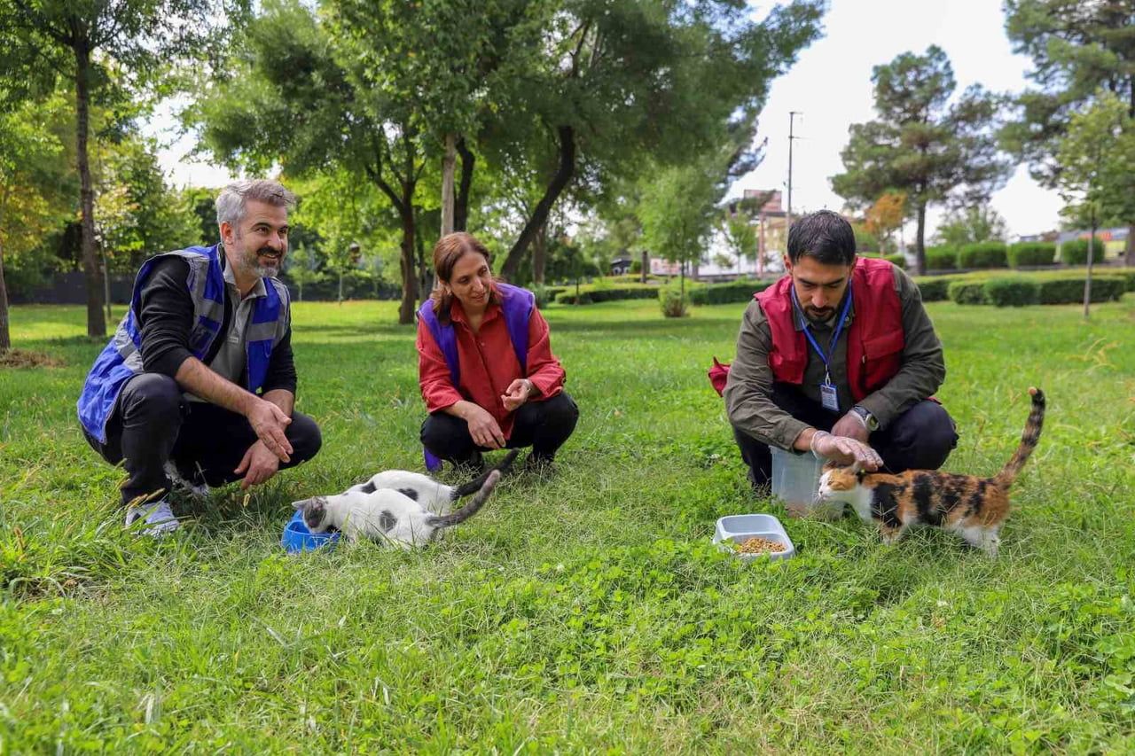 DİYARBAKIR BÜYÜKŞEHİR BELEDİYESİ, HAYVANLARI KORUMA GÜNÜ KAPSAMINDA KENT GENELİNDE SOKAK...