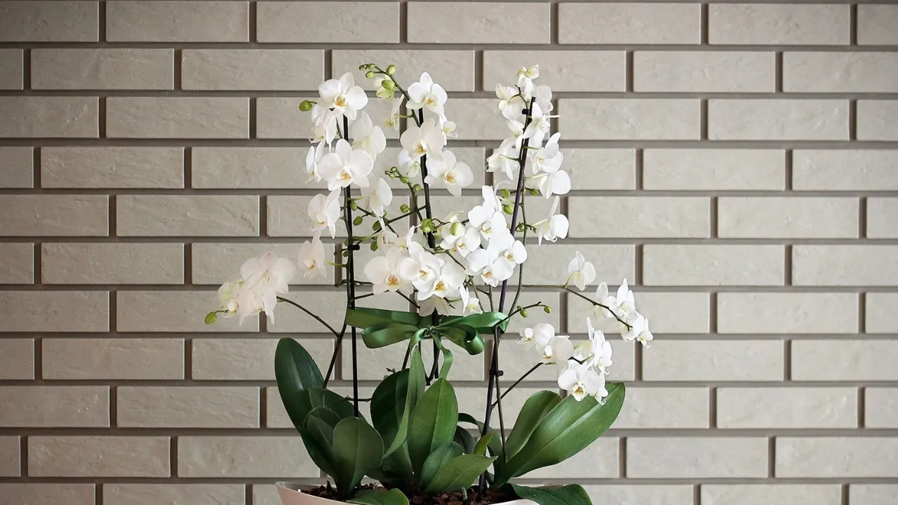 Evde orkide besleyenler bu tarifi denesin! Kurumuş orkidelere bile çiçek açtıran mucize karışım