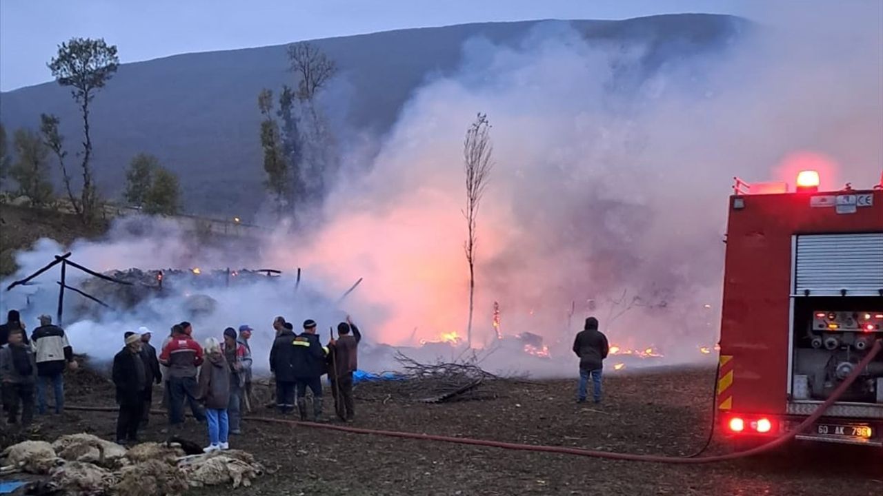 Tokat’ta Ağıl Yangınında 50 Koyun Telef Oldu