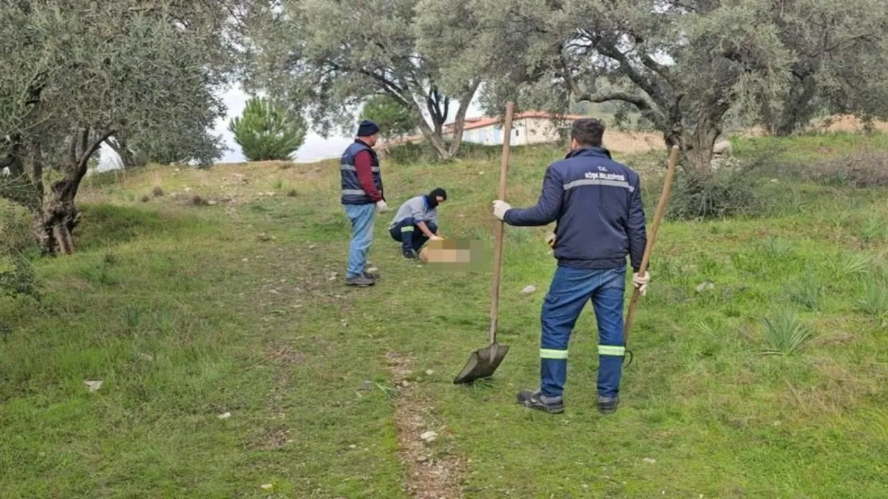 Aydın'da kan dolduran olay: Onlarca köpek zehirli etle öldürüldü