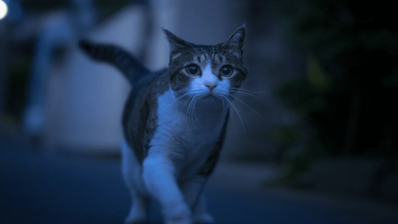 Kediniz gece uyumuyor, erkenden uyandırıyorsa bir de bu yöntemi deneyin!